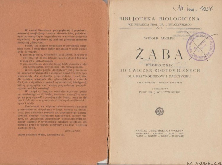 Żaba. WITOLD ADOLPH (1927r.) 2