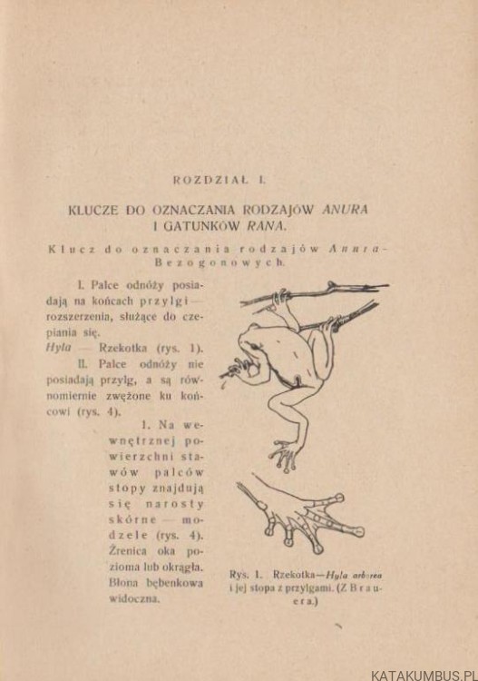 Żaba. WITOLD ADOLPH (1927r.) 3