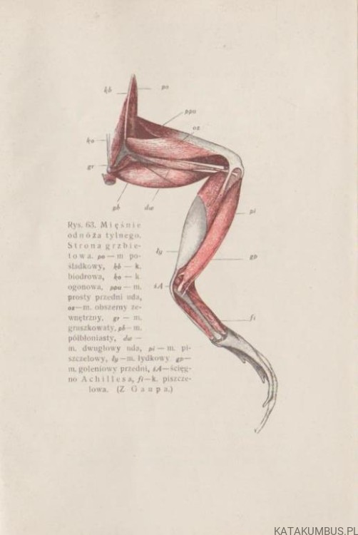 Żaba. WITOLD ADOLPH (1927r.) 4