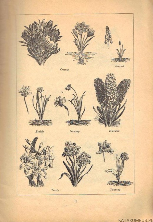 Mój ogródek: kwiaty. WANDA DOBRZAŃSKA (1927r.) 3