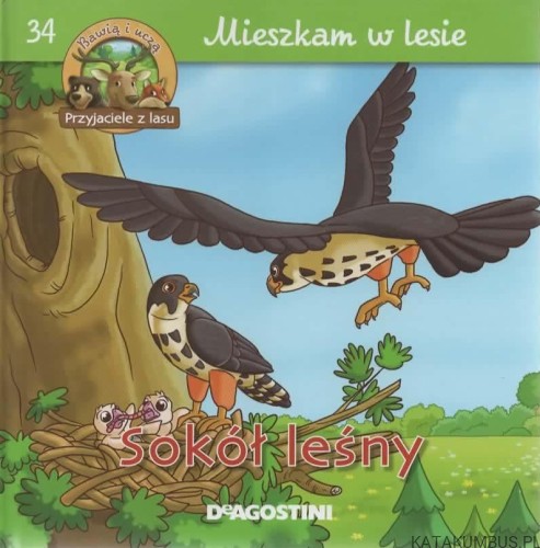 Sokół leśny. Mieszkam w lesie. PRACA ZBIOROWA