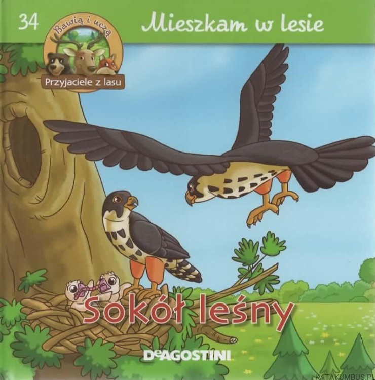 Sokół leśny. Mieszkam w lesie. PRACA ZBIOROWA